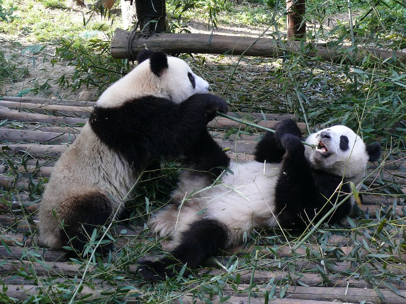Pandas (021).jpg